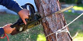 How Our Tree Care Process Works  in  Edina, MO