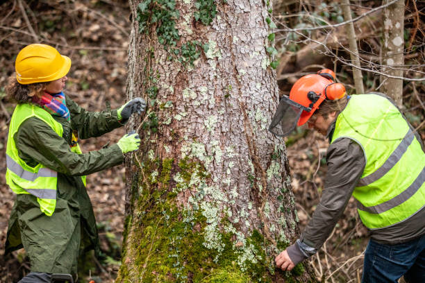 Best Stump Grinding and Removal  in Edina, MO