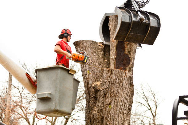 Professional Tree Care in Edina, MO